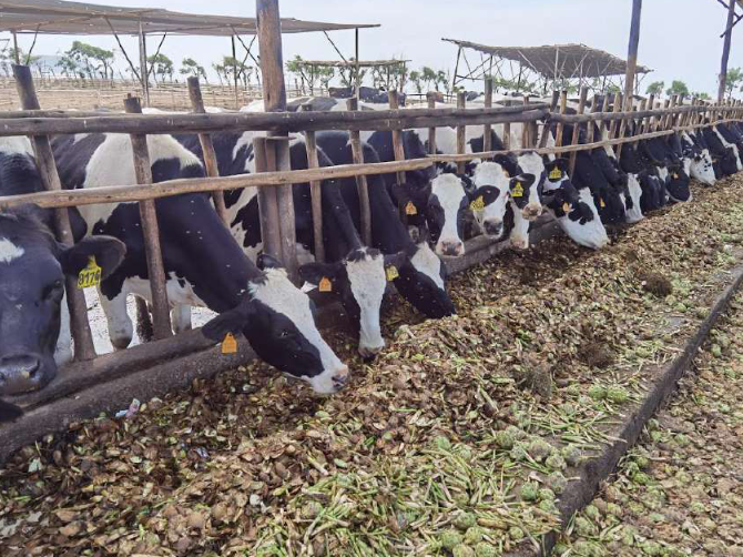 foto 4to webinar vacas costa.png (687 KB)