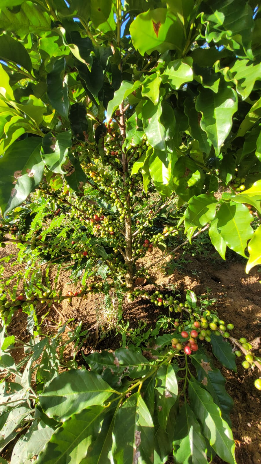 Finca Maria de Lourdes 2.jpg (303 KB)