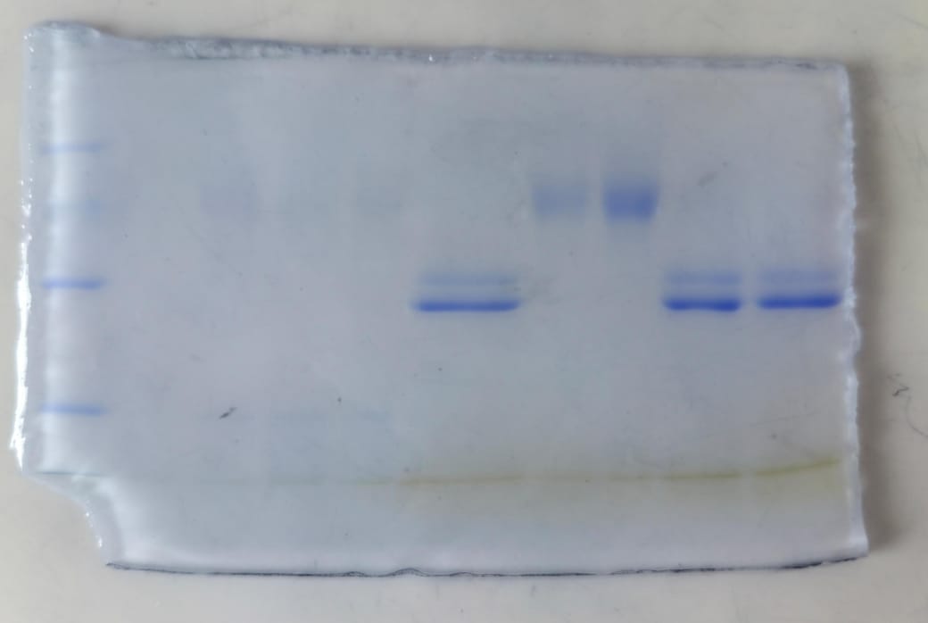 WhatsApp Image 2025-11-12 at 2.34.36 PM.jpeg (24 KB)