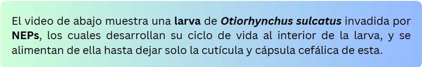 Texto 2.jpg (73 KB)